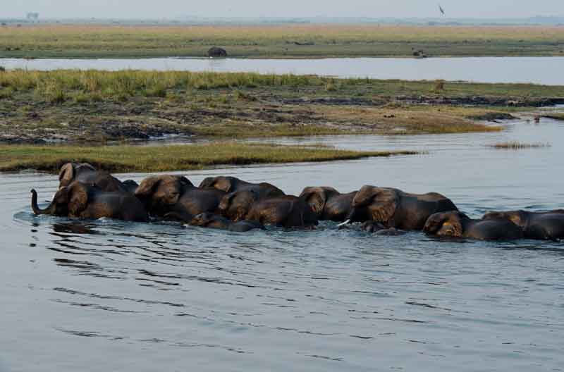 Elefante - parque nacional de Chobe - Botswana - cruzando un rio 5.jpg